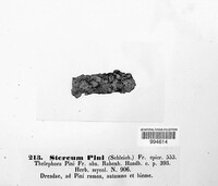Peniophora pini image